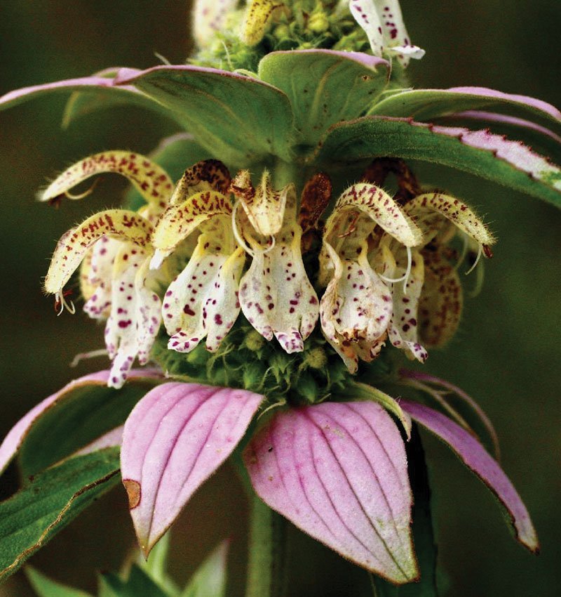 Monarda punctata-, монарда пунктата,  точковидна бергамота (1601)